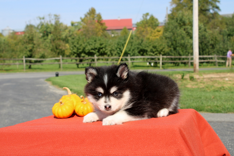 puppy, for, sale, Pomsky, Matthew B. Stoltzfus, dog, breeder, Gap, PA, dog-breeder, puppy-for-sale, forsale, nearby, find, puppyfind, locator, puppylocator, aca